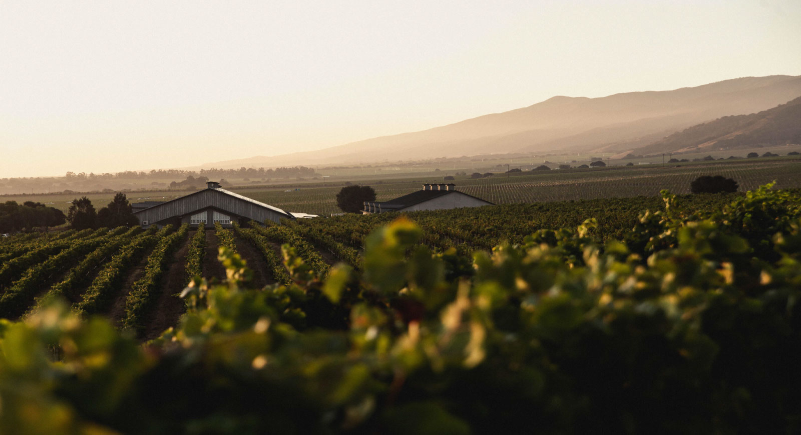 Sleepy Hollow Vineyard