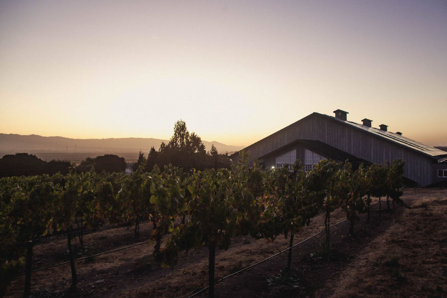 Talbot Vineyards at sunset