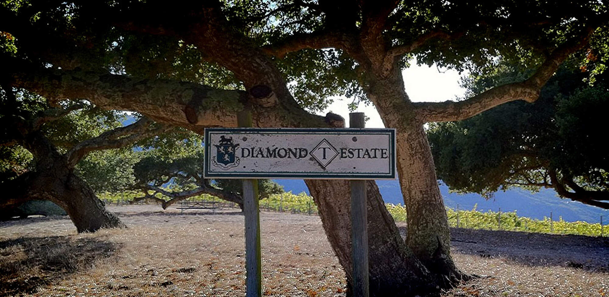 Diamond T Tree in the vineyard