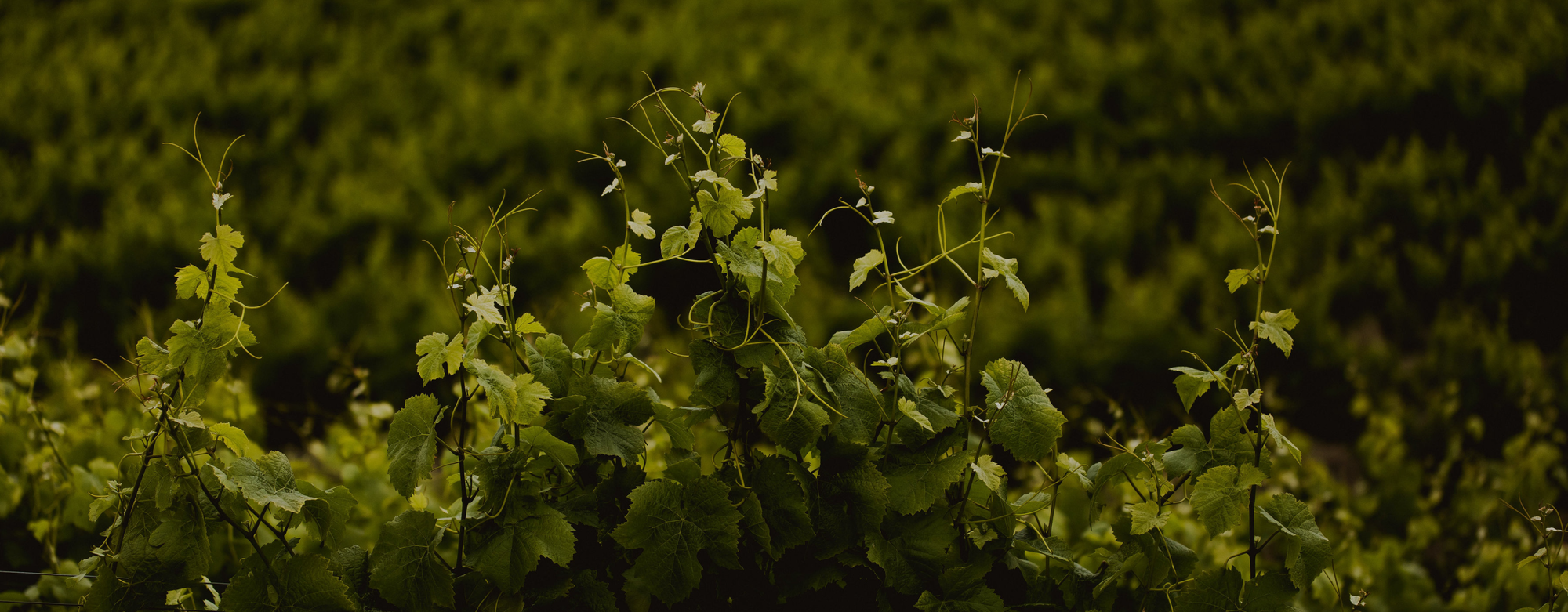 Lush green vineyard.