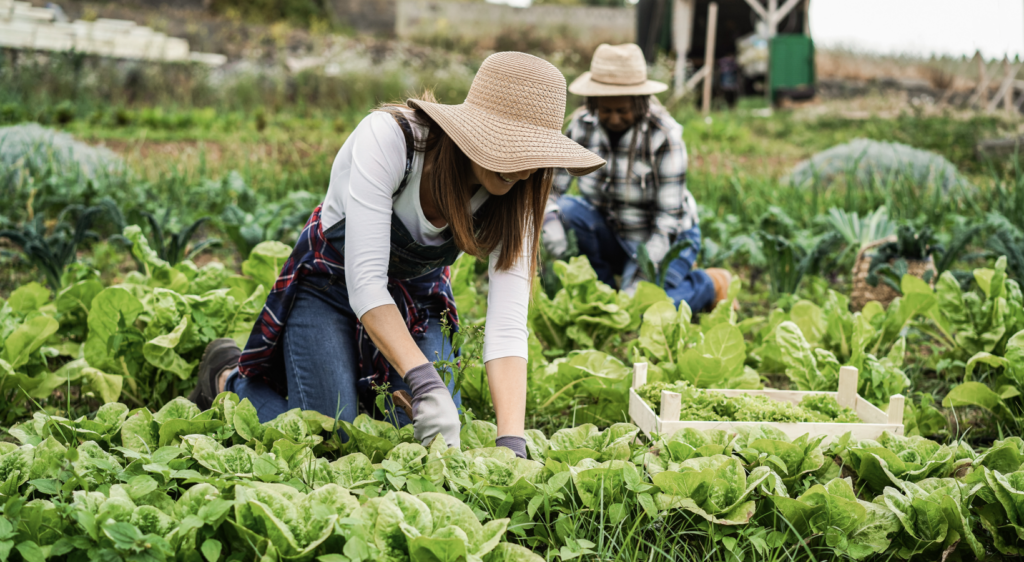 People picking fresh greens from garden