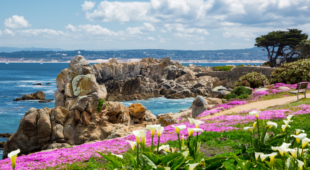 Ocean front with flowers