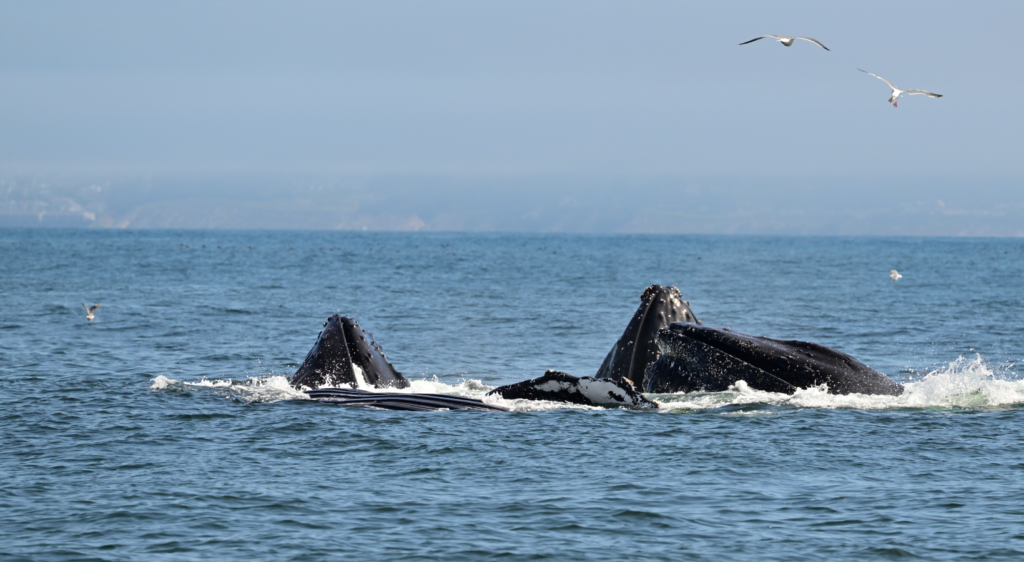 Whales in the Ocean in Carmel